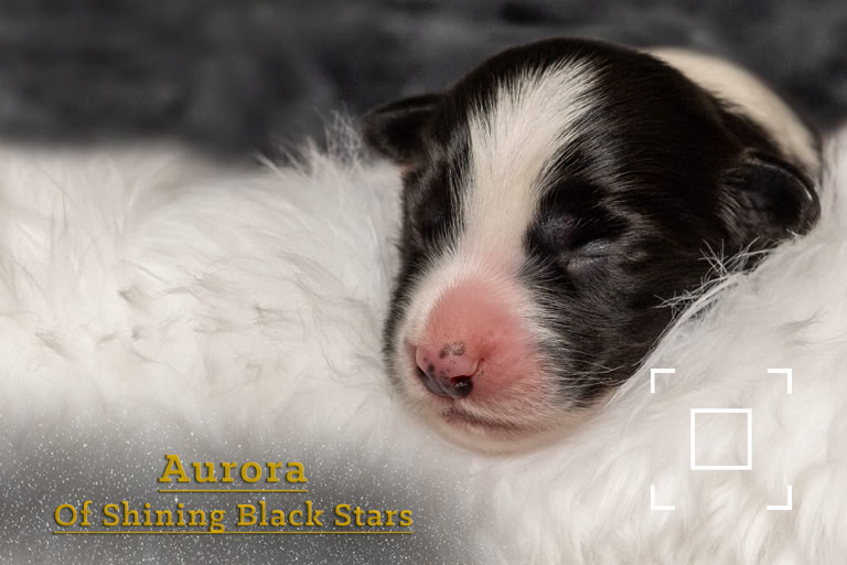 Schwarz-weißer Welpe schläft auf einem weißen, flauschigen Untergrund.