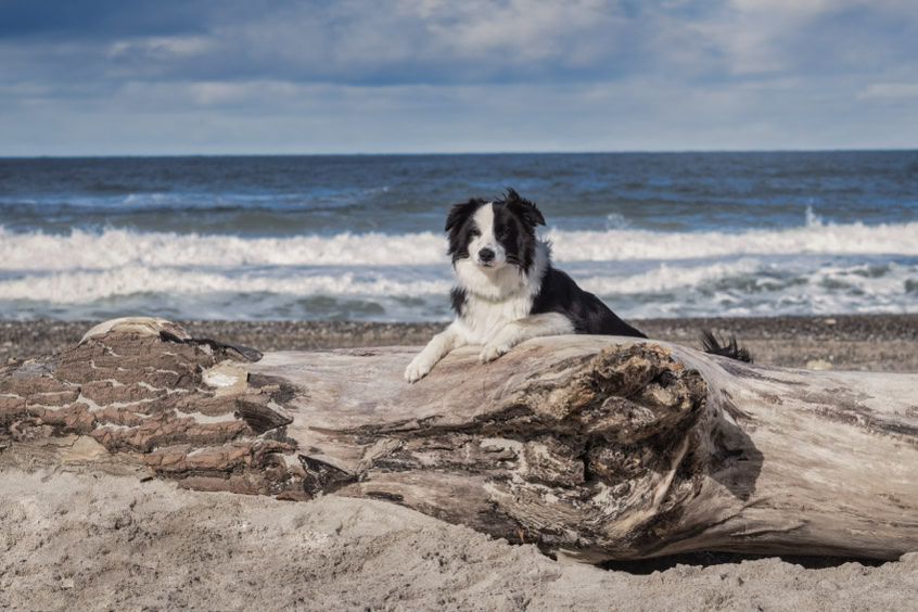 Boder Collies Showlinie sitzt am Strand von Vorupör