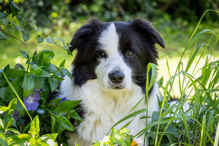 Boder Collies Showlinie