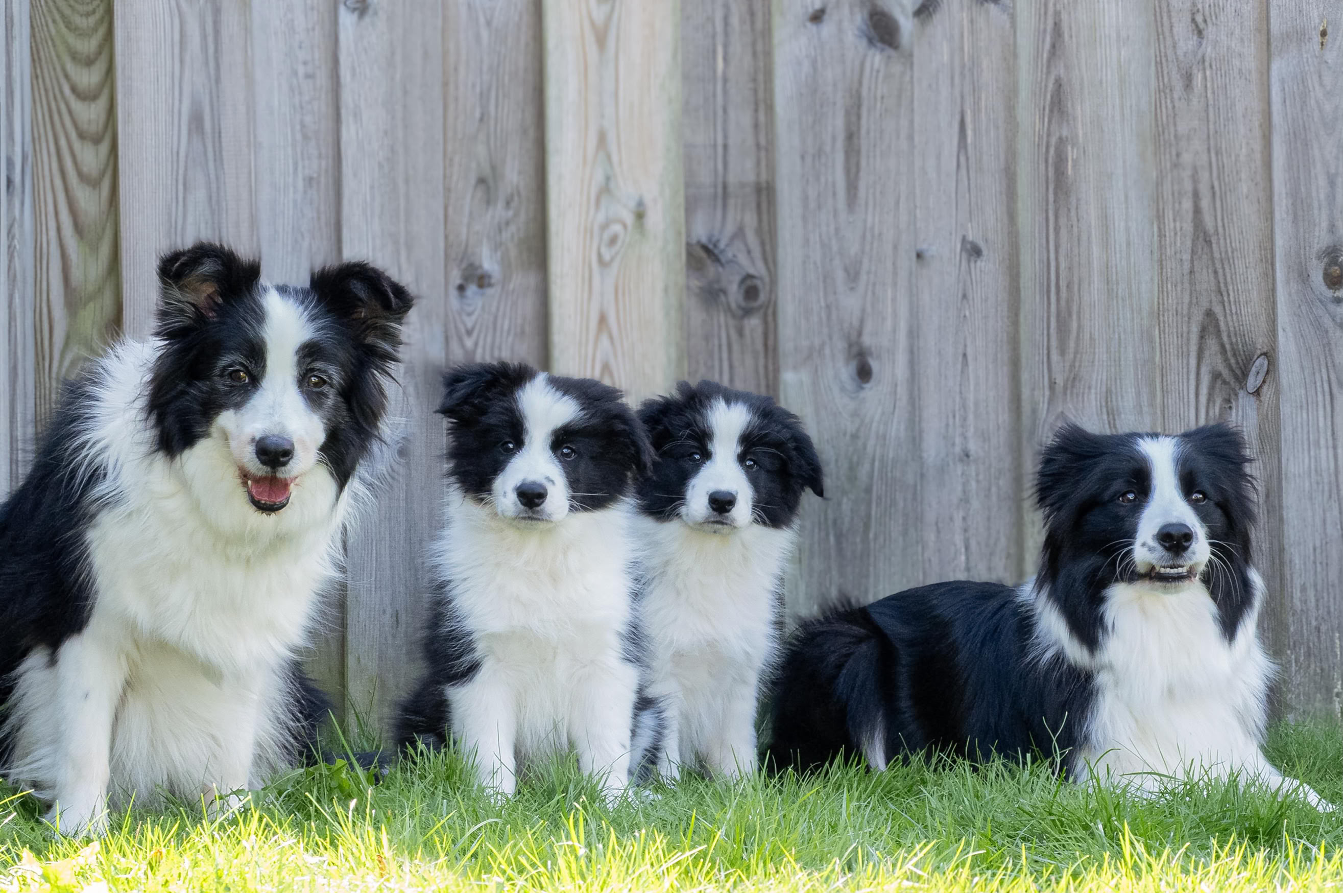 Vier schwarz-weiße Hunde sitzen und liegen auf Gras vor einem Holzzaun.