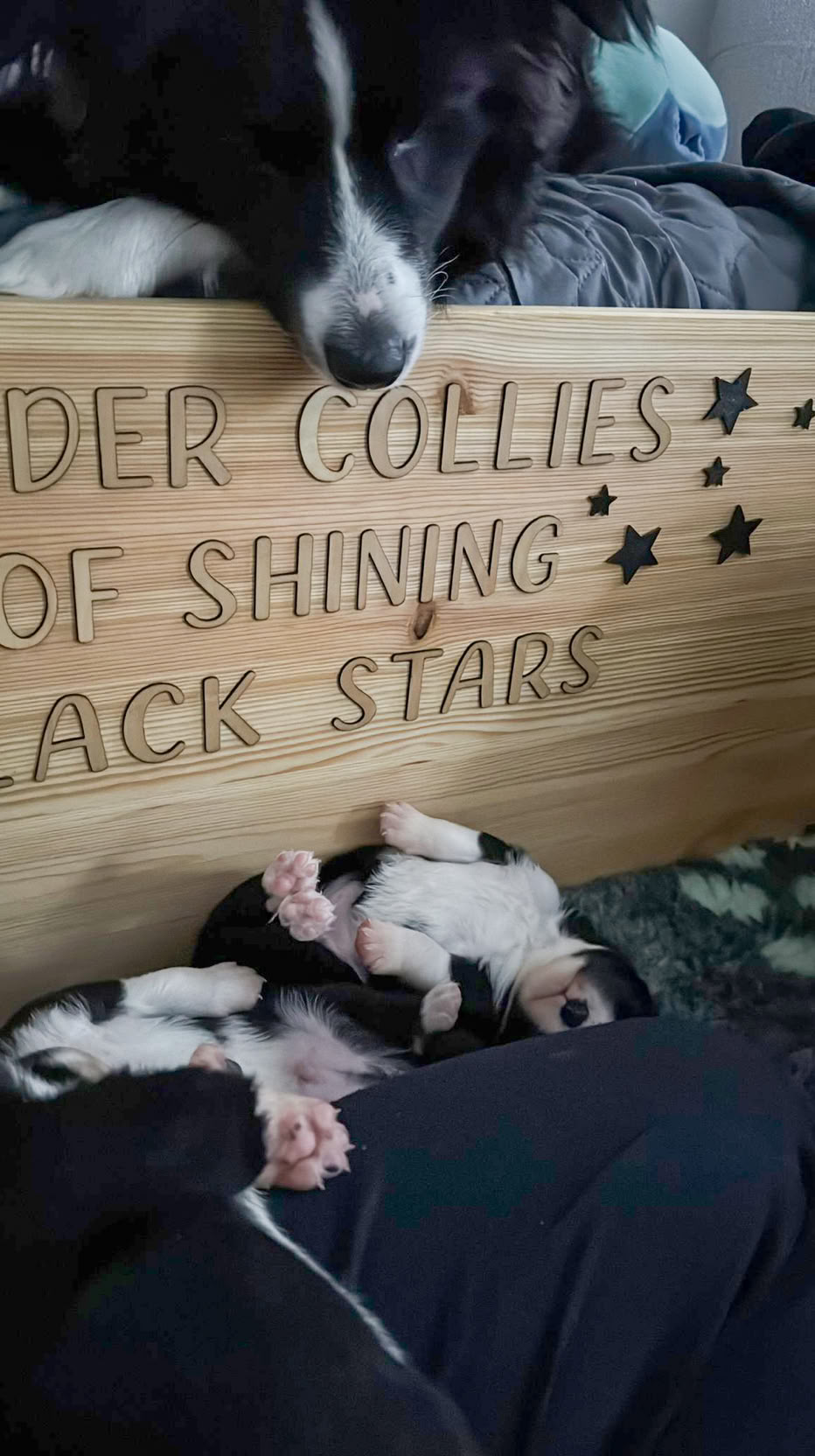 Ein Hund liegt auf einem Holzbett mit der Aufschrift "BORDER COLLIES OF SHINING BLACK STARS", während ein Welpe darunter auf dem Rücken schläft.