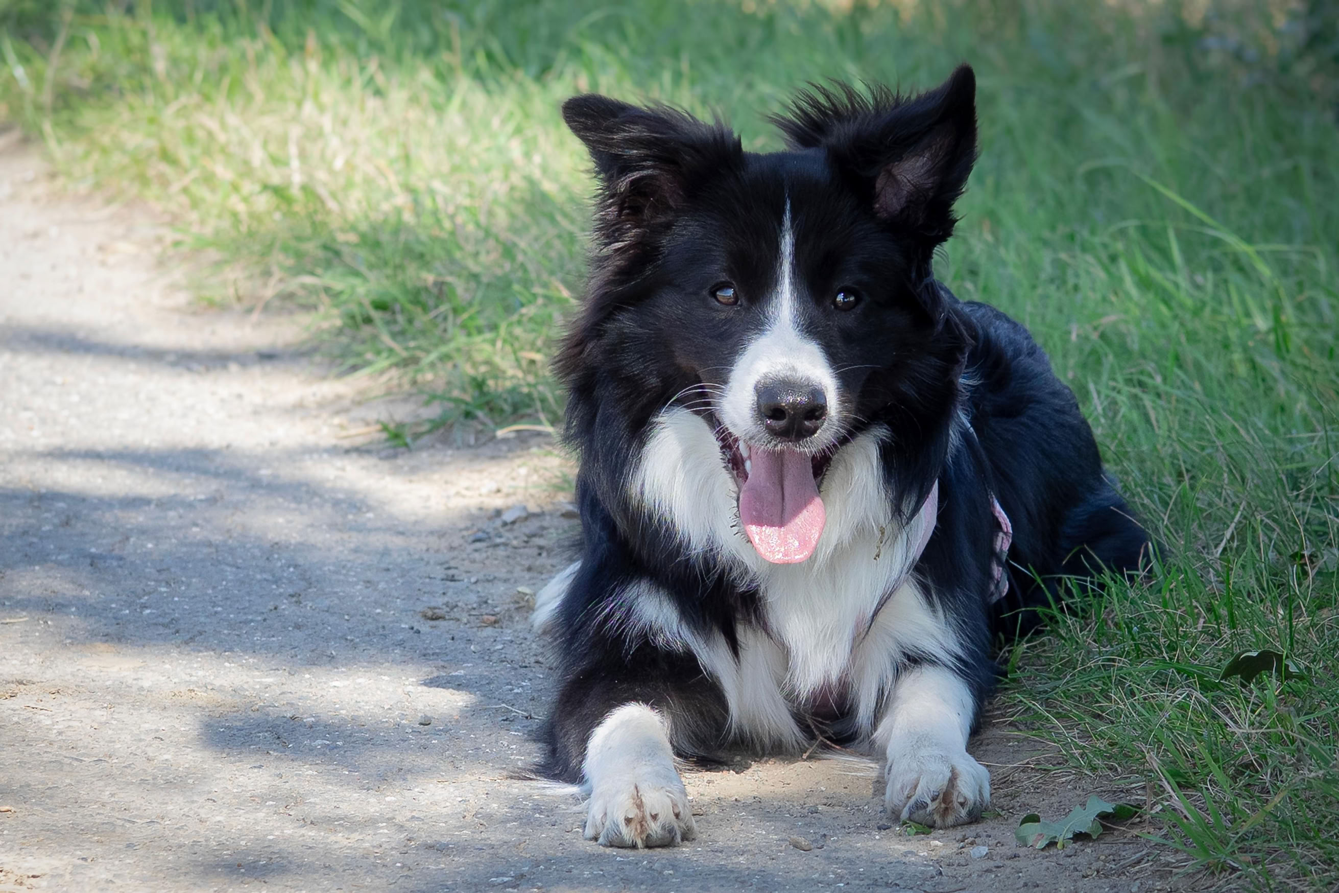 Ein schwarz-weißer Hund liegt auf einem Weg neben grünem Gras und schaut in die Kamera.