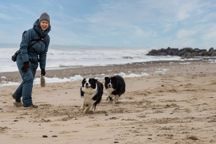 Boder Collies Showlinie am Strand von Vorupör