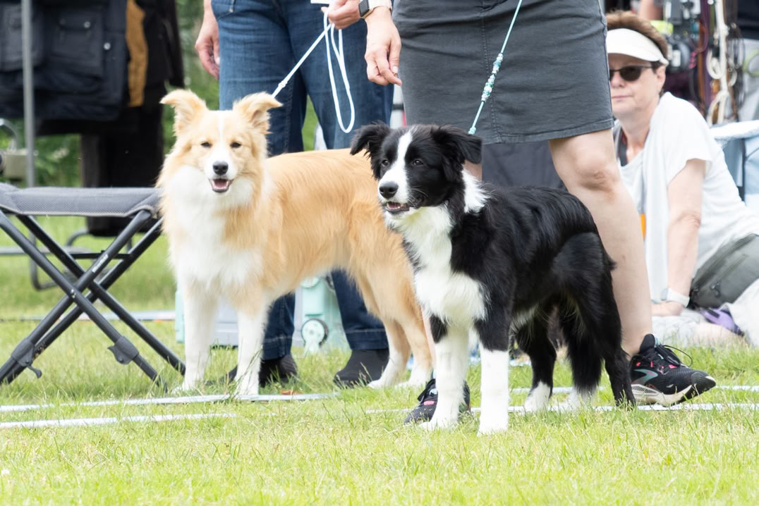 Zwei Hunde an Leinen stehen auf einer Wiese, umgeben von Menschen.
