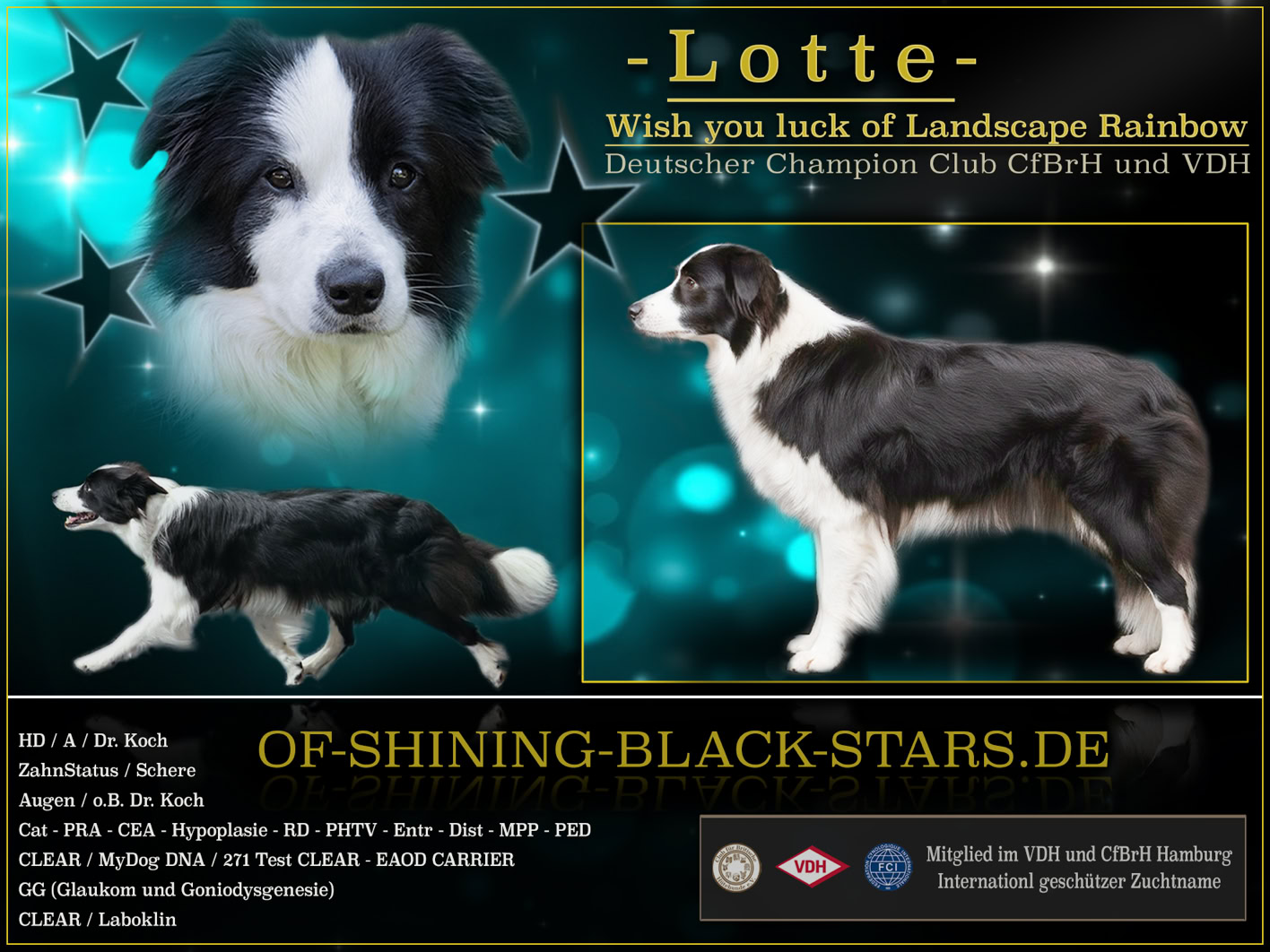 Collage mit drei Bildern eines schwarz-weißen Hundes, darunter ein Porträt und zwei Profilansichten. Hintergrund mit Sternen und Text.