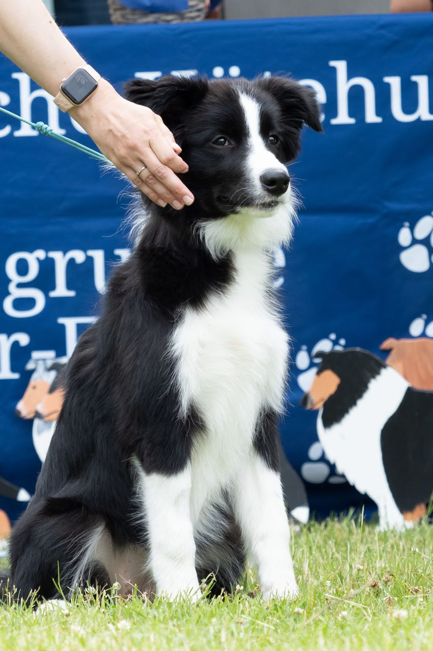 Ein schwarz-weißer Hund sitzt auf Gras, während eine Hand seinen Kopf berührt. Im Hintergrund ist ein blaues Banner mit Hundemotiven.