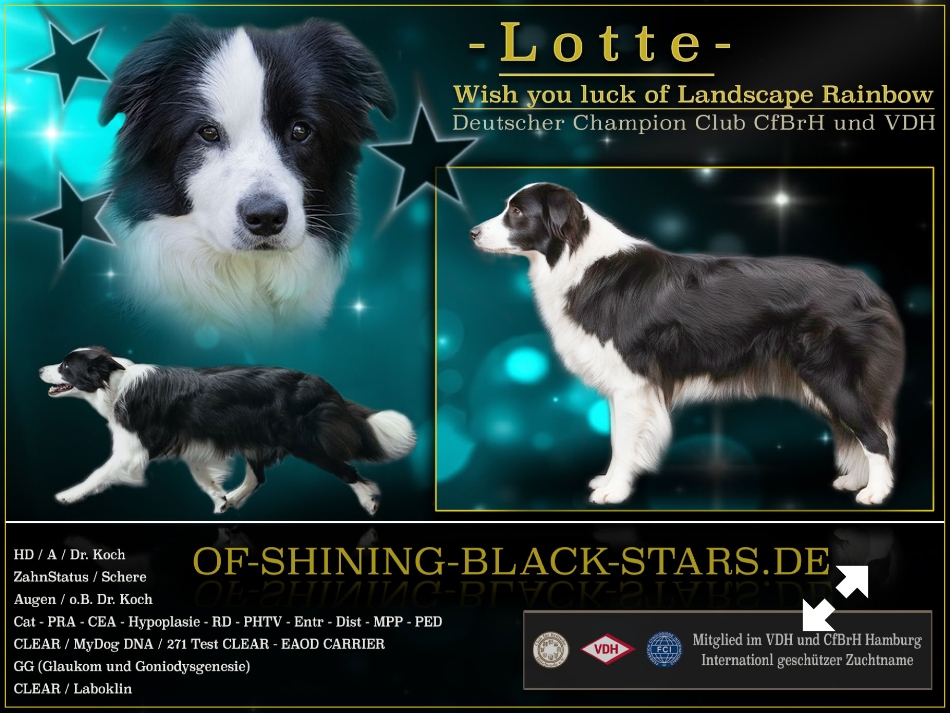 Collage mit drei Bildern eines schwarz-weißen Hundes, darunter ein Porträt und zwei Profilansichten. Text mit dem Namen "Lotte" und einer Website-Adresse. Hintergrund mit Sternen und blauem Farbverlauf.