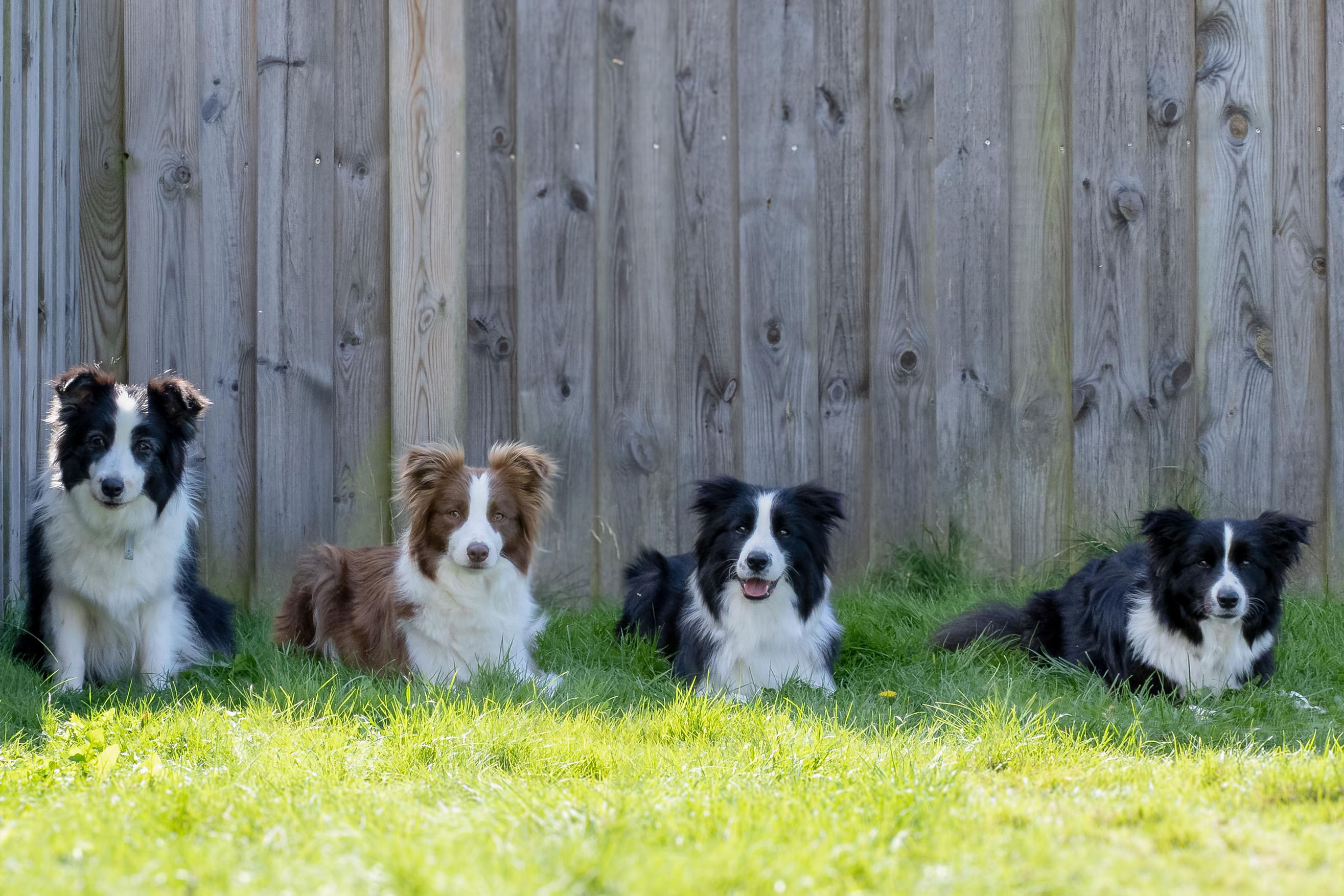 Vier Hunde liegen auf einer Wiese vor einem Holzzaun.