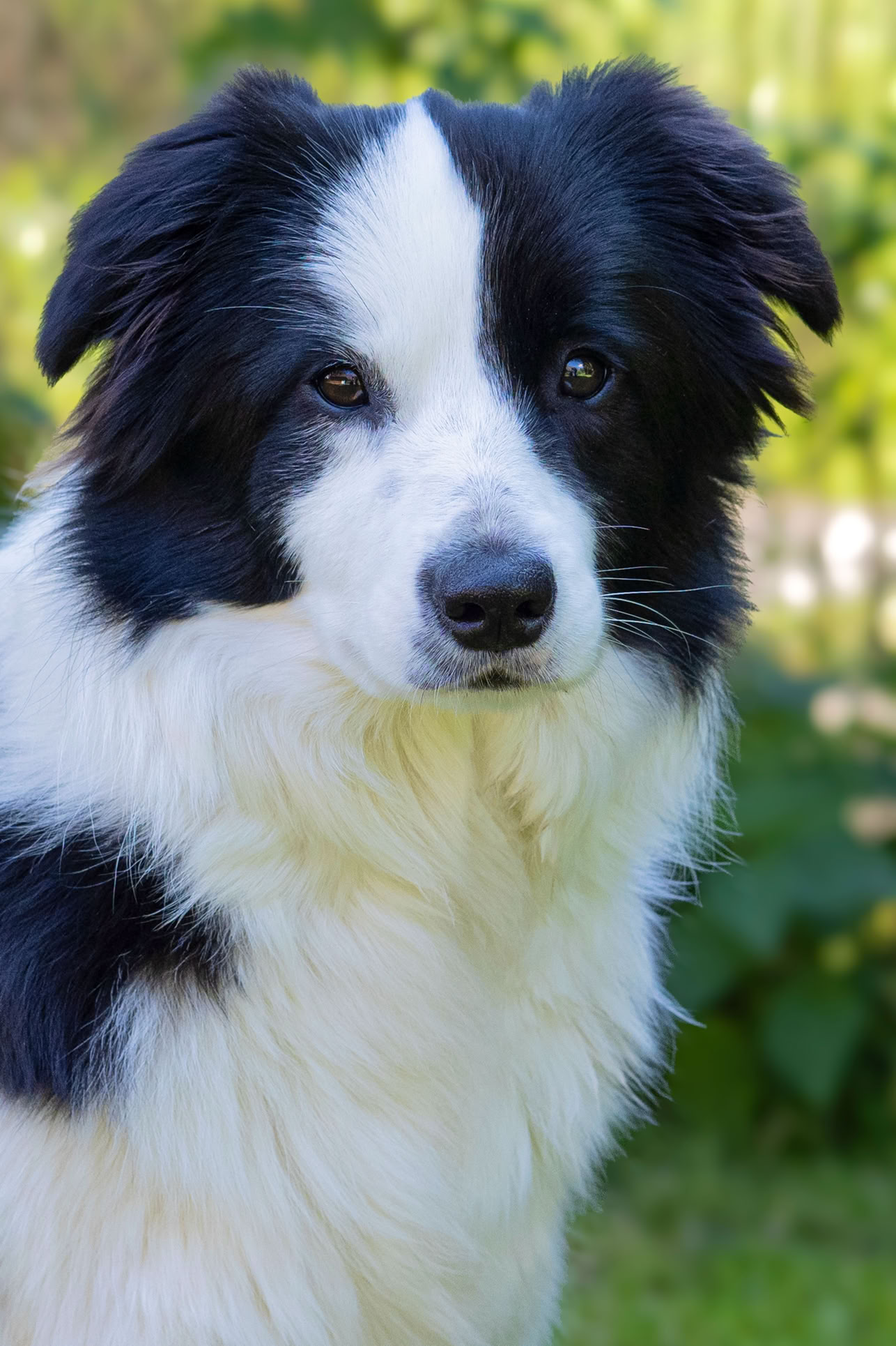 Schwarz-weißer Hund mit langem Fell steht im Freien vor unscharfem Hintergrund.