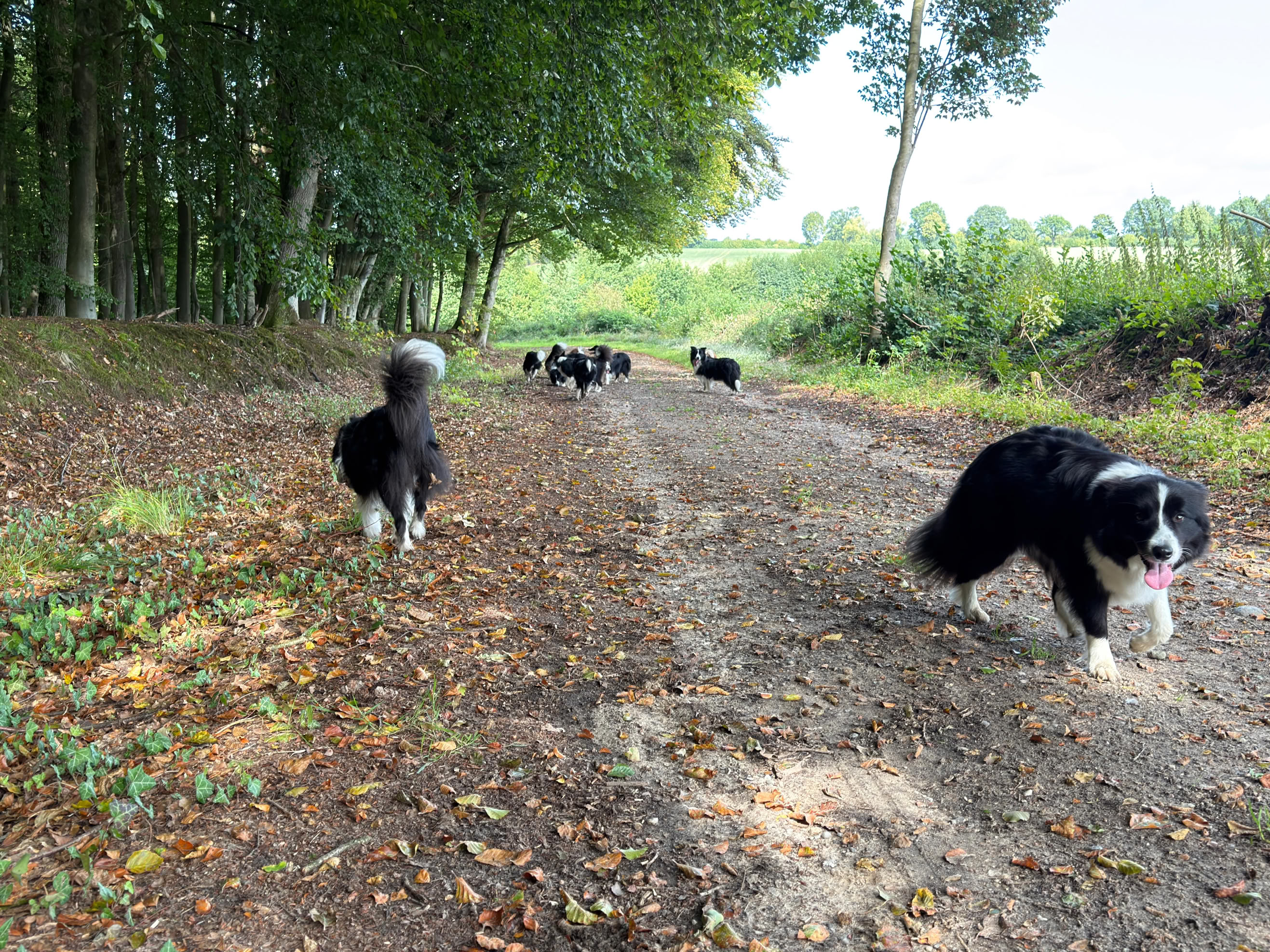 Mehrere Hunde laufen auf einem Waldweg, umgeben von Bäumen und Grünflächen.