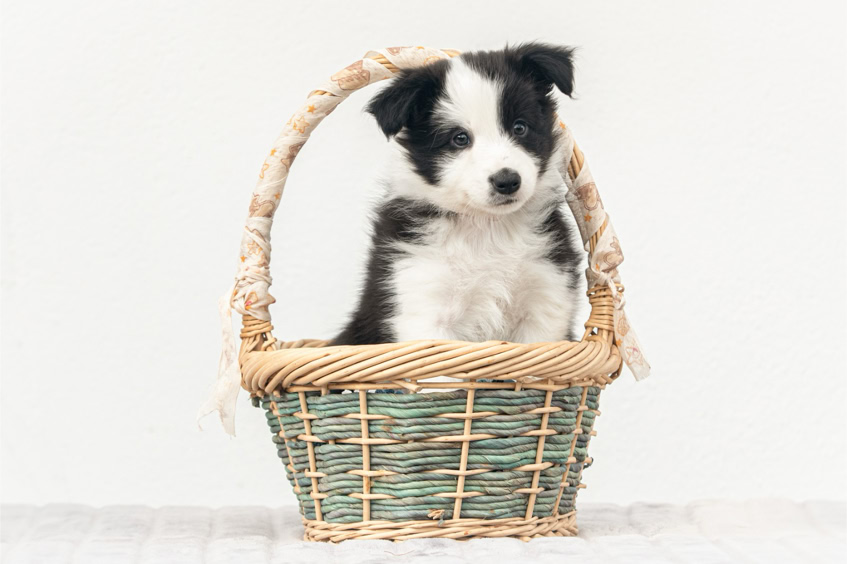 Boder Collie Welpe Korb