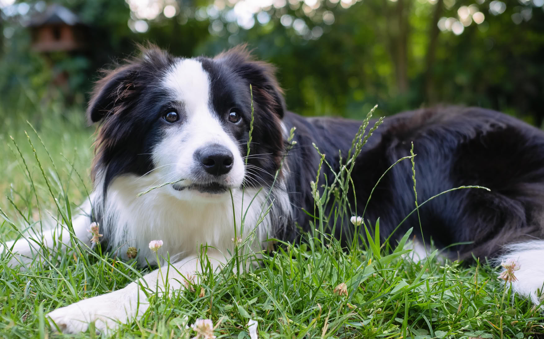 Schwarz-weißer Hund liegt im Gras, umgeben von Bäumen und Pflanzen im Hintergrund.