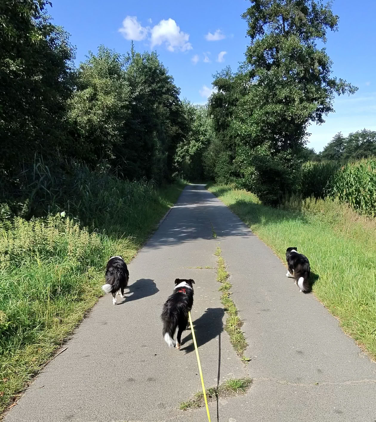 Drei Hunde laufen auf einem asphaltierten Weg, umgeben von Bäumen und Gras unter einem blauen Himmel mit wenigen Wolken.