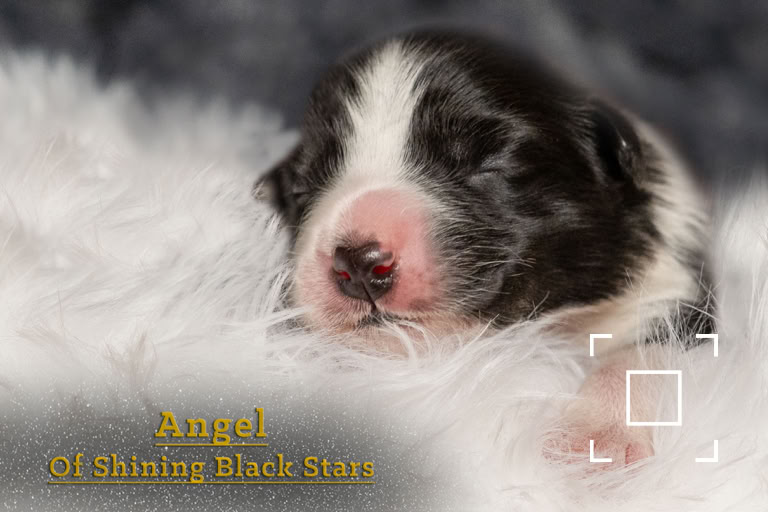 Ein neugeborener Welpe mit schwarz-weißem Fell schläft auf einem weißen, flauschigen Untergrund.