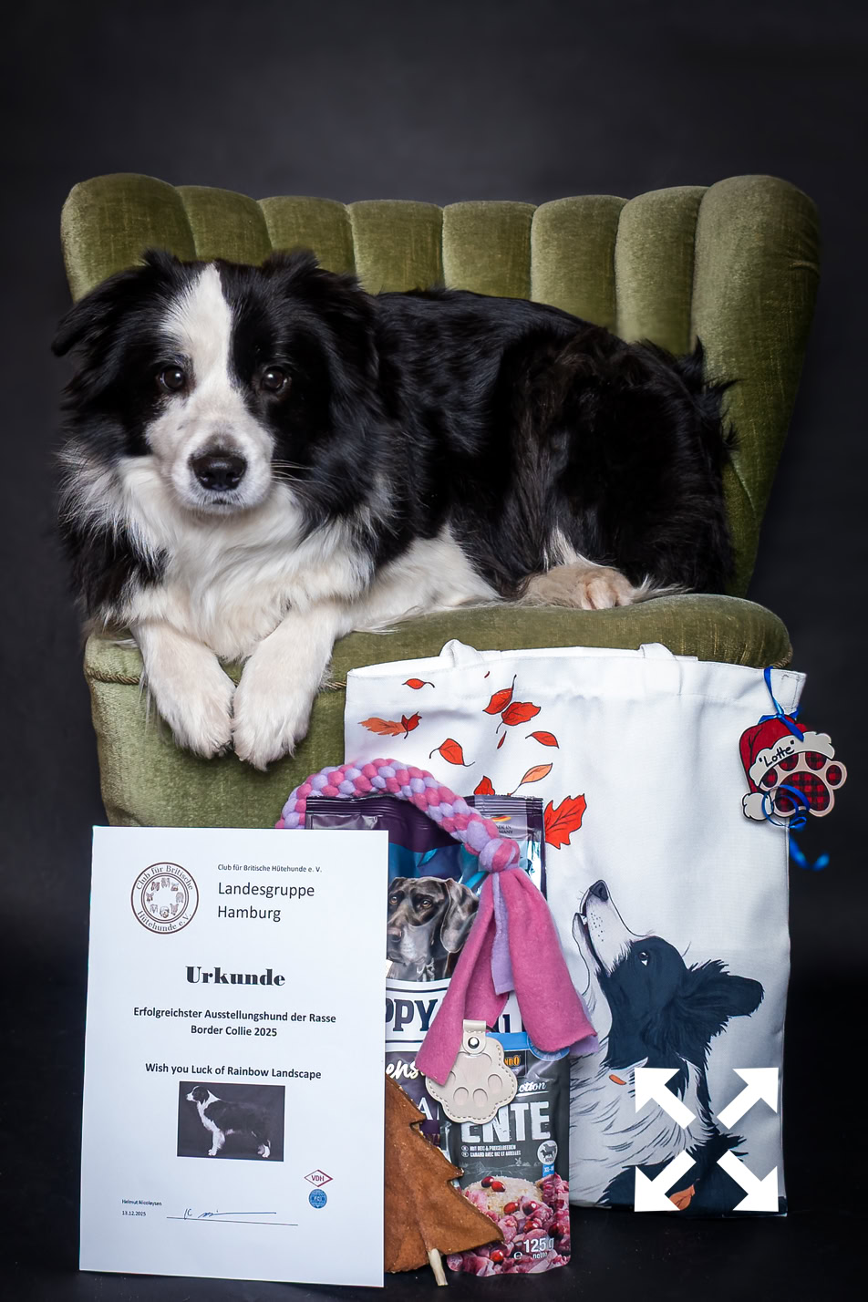 Hund liegt auf einem grünen Sessel, daneben eine Urkunde und ein Beutel mit Hundemotiv.