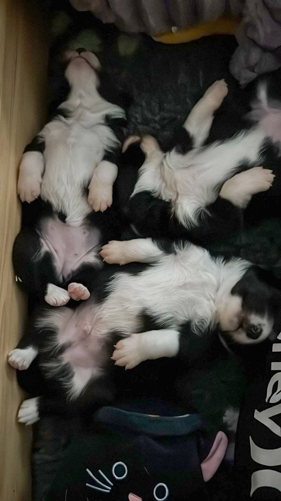 Drei schwarz-weiße Welpen liegen auf dem Rücken und schlafen.