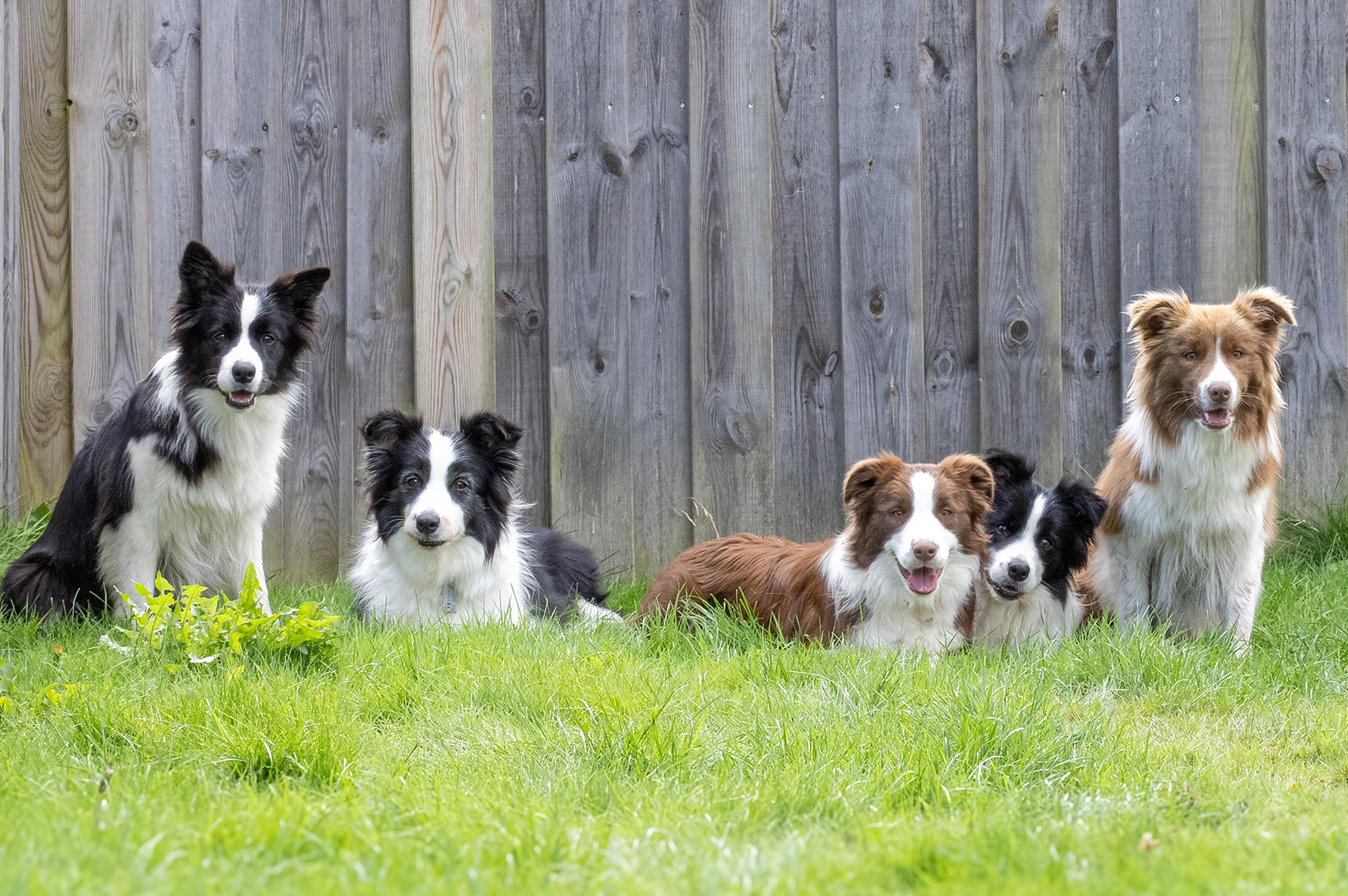 Fünf Hunde sitzen und liegen auf einer Wiese vor einem Holzzaun.