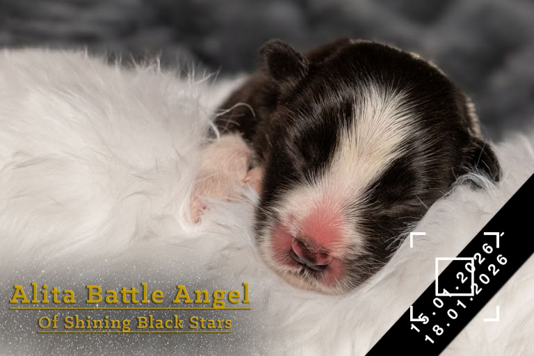 Neugeborener Welpe mit schwarz-weißem Fell, der auf einem weißen Untergrund liegt. Text in der Ecke des Bildes.