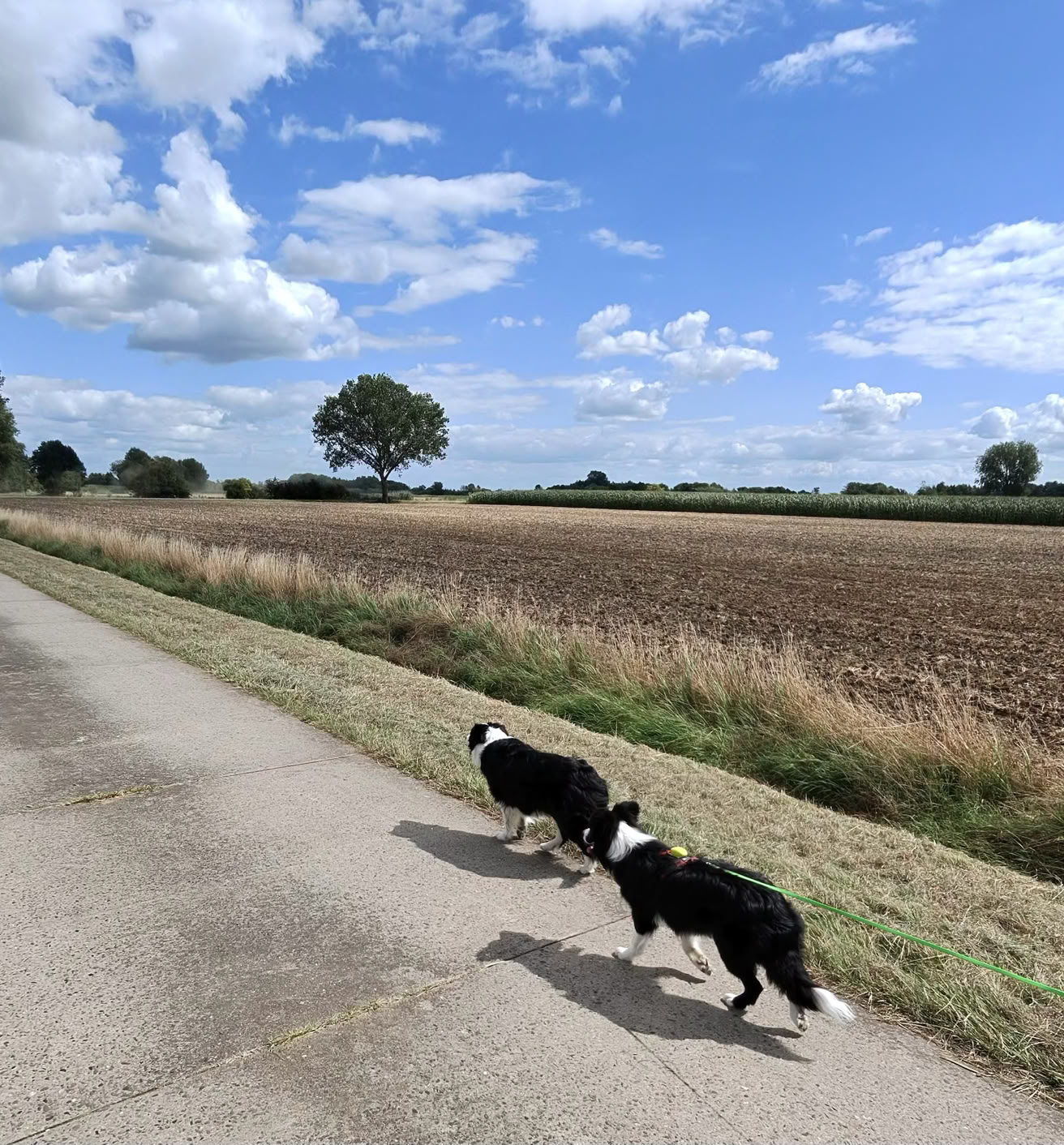 Zwei Hunde laufen auf einem Weg neben einem Feld unter einem blauen Himmel mit Wolken.