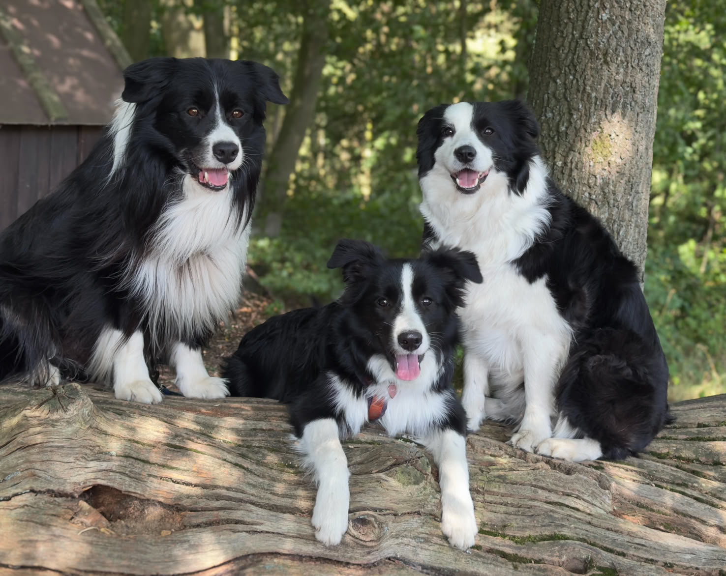Drei schwarz-weiße Hunde sitzen auf einem großen Baumstamm im Freien, umgeben von Bäumen und Grün.