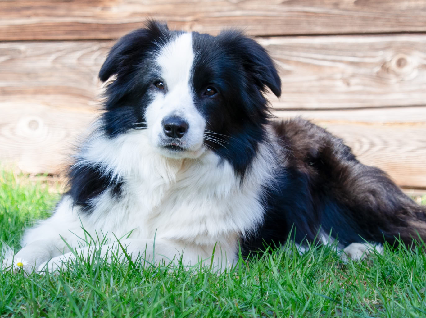 Schwarz-weißer Hund liegt auf grünem Gras vor einer Holzwand.
