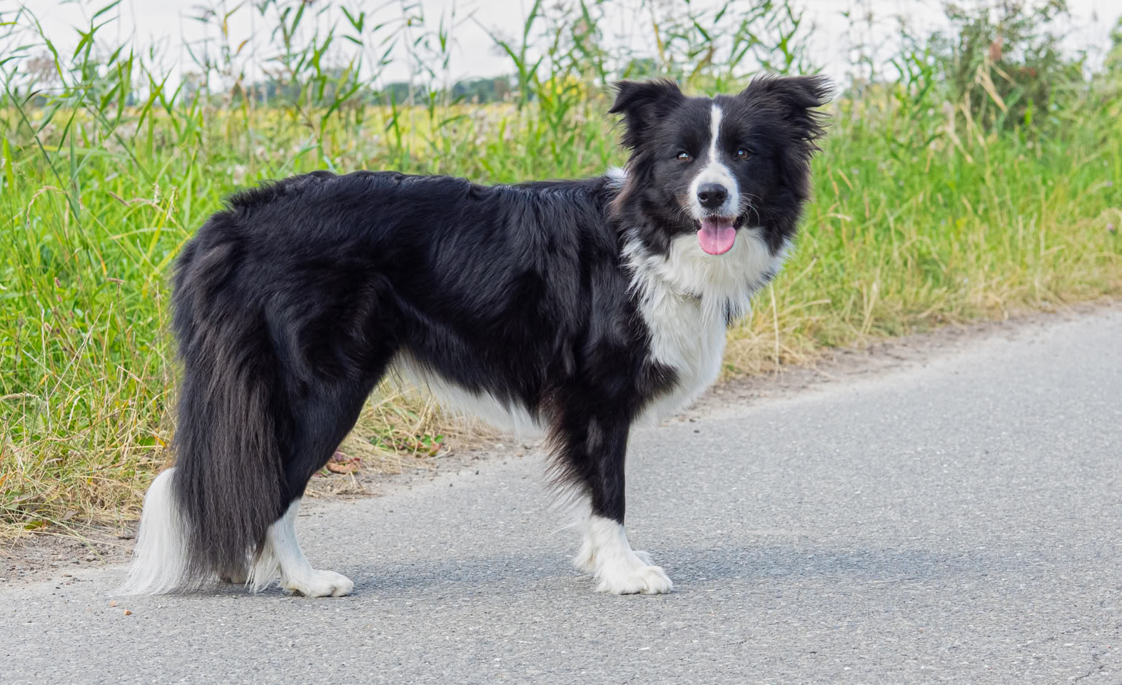 Ein schwarz-weißer Hund steht auf einem Weg neben einer grünen Wiese.