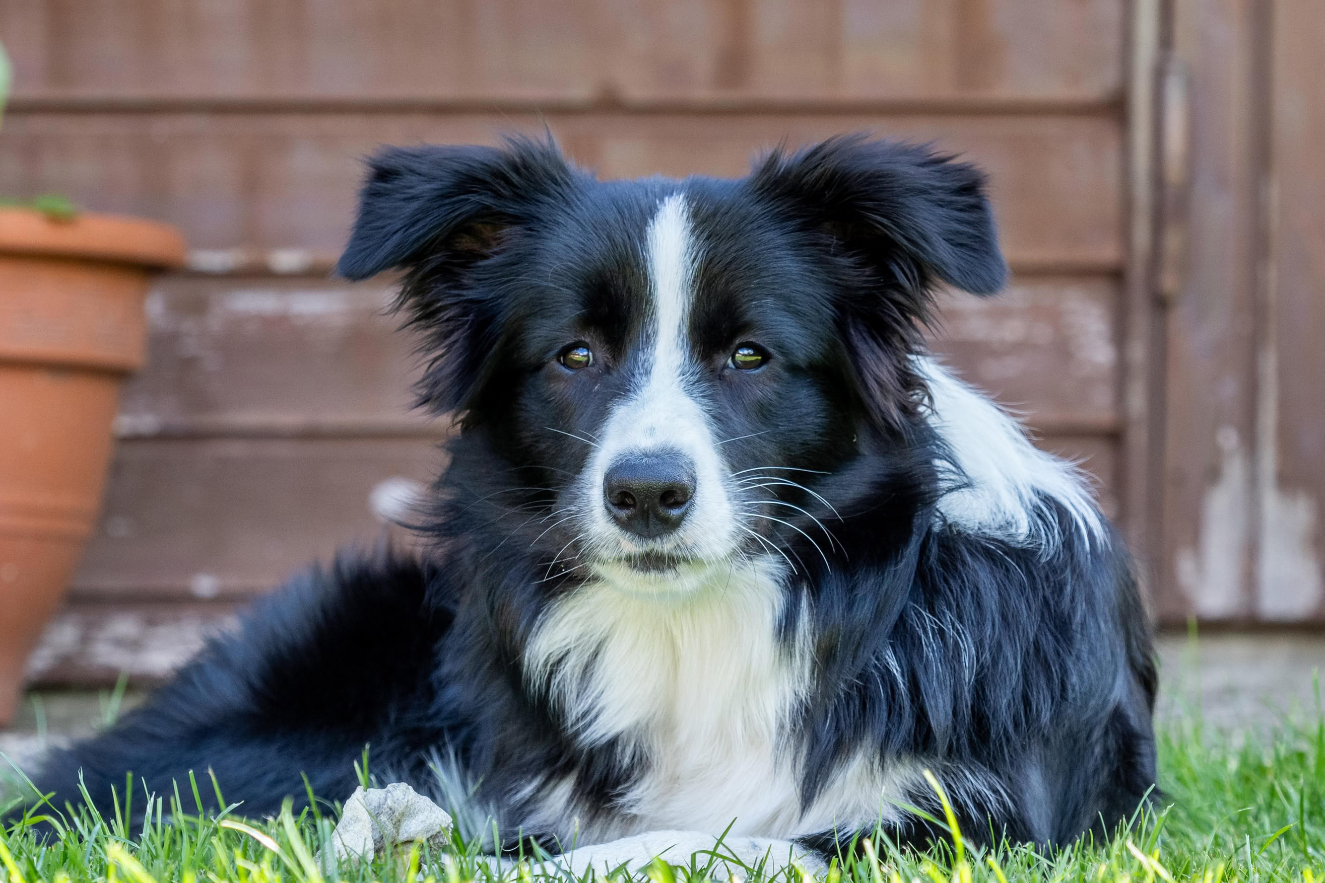 Schwarz-weißer Hund liegt auf Gras vor einem Holzzaun, mit einem Blumentopf im Hintergrund.