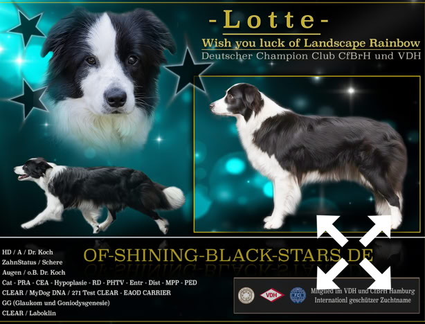 Collage mit drei Bildern eines schwarz-weißen Hundes vor einem türkisfarbenen Hintergrund mit Sternen und Text.