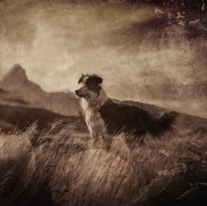 Border Collie