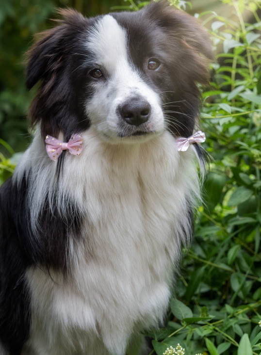 Lotte - Garten schick gemacht