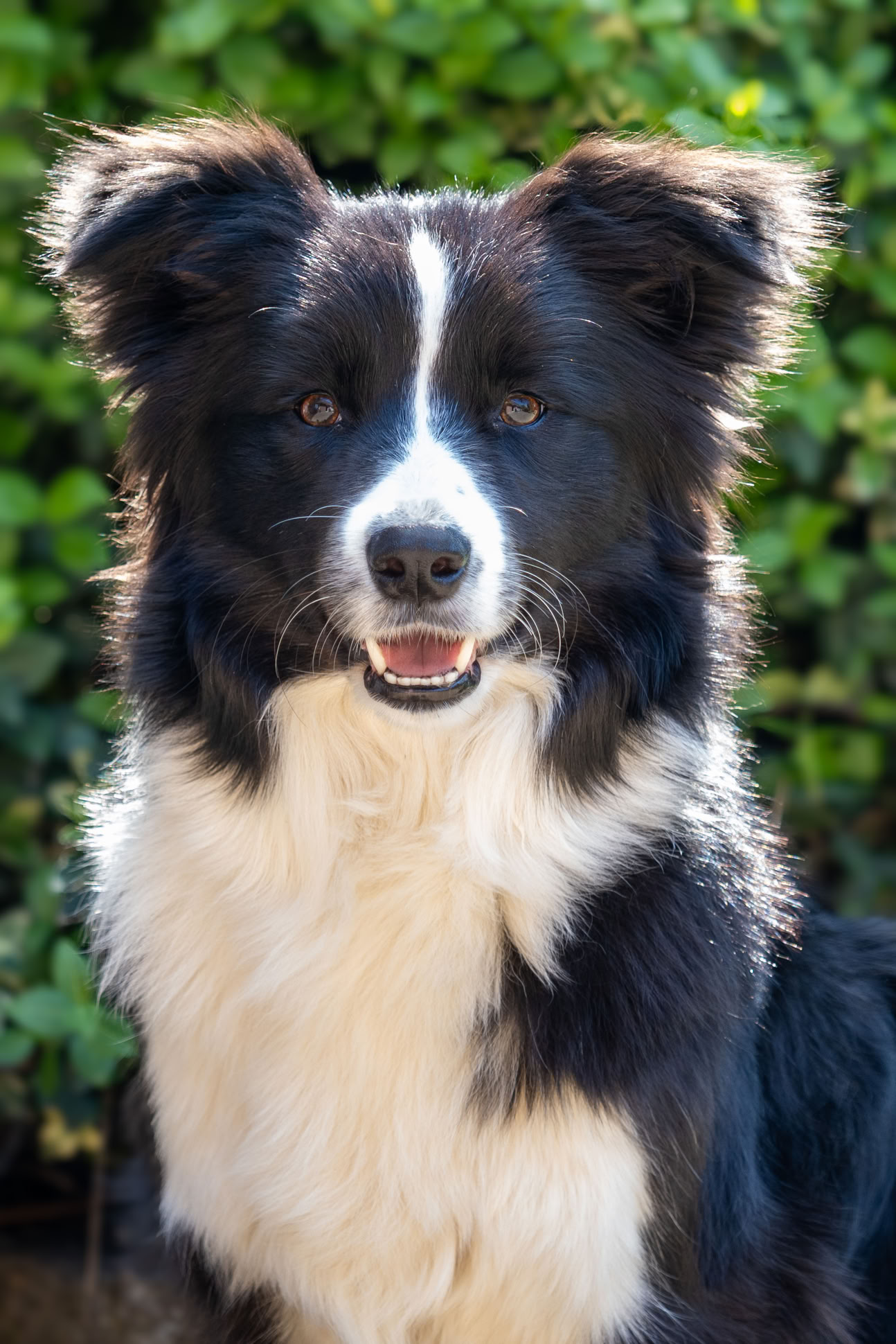 Schwarz-weißer Hund mit flauschigem Fell sitzt vor grünem Hintergrund.