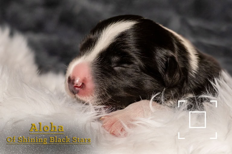 Schwarz-weißer Welpe schläft auf einem weißen, flauschigen Untergrund.