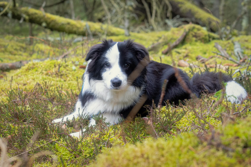 Boder Collies Showlinie im Hundewald Nationalpark Thy Dänemark